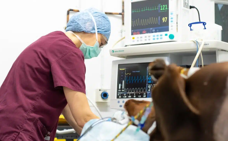 veterinary anaesthesia in Sydney